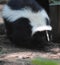 Sweet Face of a Chubby Black and White Skunk