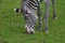 Sweet Face of a Grazing Black and White Zebra