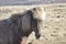 Sweet Faced Blonde Icelandic Horse
