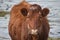 Sweet Faced Brown Cow in Ireland