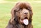 Sweet Faced Brown Newfie Dog With His Tongue Out