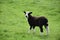 Sweet Faced Fuzzy Black and White Lamb in England