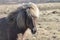 Sweet Faced Icelandic Horse