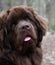 Sweet Faced Newfoundland Puppy Dog Looking Up