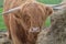 Sweet Faced Shaggy Highland Cow in Scotland