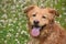 Sweet Faced Wet Duck Tolling Retriever Dog Outside