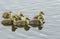 A sweet family of Greylag Goslings, Anser anser, swimming on a lake.