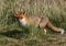 A sweet female wild Red Fox, Vulpes vulpes, hunting for food in a meadow.