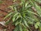 Sweet fern or Comptonia peregrina plant