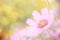 Sweet floral background, Pink cosmos flower with soft focus.