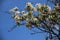 Sweet. Flowering Blossoming Apples Flowers With Nimbus Cloud