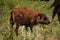 Sweet Fluffy Bison Calf in a Grass Field
