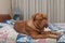 Sweet French Mastiff puppy laying in the bed