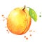 Sweet fresh apricot watercolor illustration