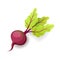 Sweet fresh beet with green leaf icon isolated, organic healthy food, vegetable, vector illustration.