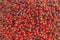 Sweet fresh cherries heap scattered closeup, fruit background
