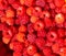 Sweet fresh raspberries closeup