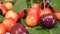 Sweet Fresh Red and Yellow Cherries with Water Drops and Green Leaves