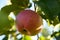Sweet fruit apple growing on tree with leaves green