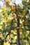 Sweet fruit on the tree.Eriobotrya japonica