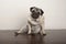 Sweet funny pug puppy dog sitting down on wooden ground