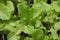 Sweet garden green lettuce seedlings