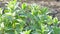 Sweet Garden Mint growing in organic household, closeup stock video footage