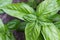 Sweet, Genovese basil