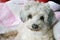 Sweet and Gentle Little Female Poodle Dog in a blanket