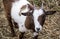 A sweet goat at a petting zoo, Woodstock, GA, USA