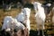 Sweet goats with funny beards on background of other goats grazing in countryside. Cute white goats standing in green meadow in