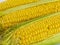 .Sweet golden corn. Image of a yellow grain of sweet corn on the cob. Dense rows of corn seeds.