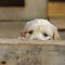 Sweet Golden Retriever puppy lurking