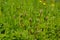 sweet grass or holy grass, Hierochloe odorata, mannagrass, Anthoxanthum odoratum