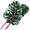 Sweet green beet leafs, mangold, chard, isolated, watercolor illustration