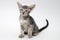 Sweet grey tabby oriental kitten