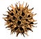 Sweet Gum Seed Pods