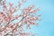 Sweet gum spiny fruits on branches covered by snow