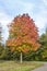 Sweet gum tree in a curve of the road