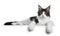 Sweet handsome black tabby with white Maine Cook cat kitten laying down side ways with paws hanging over edge, looking straight at