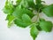 Sweet herb, Stevia rebaudiana