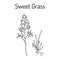 Sweet or holy grass Hierochloe odorata