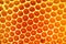 Sweet honey comb background