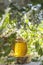 Sweet honey jar surrounded spring acacia blossoms