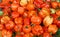 Sweet hot chili habanero orange peppers close up