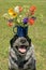 Sweet and humorous image of a spotted dog balancing a colorful bouquet of flowers