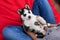 A sweet husky puppy is sitting on the laps of a woman on the lawn. Love and care for pets.