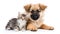 Sweet Image of Cute Puppies - Tiny Kitten Cuddling with a Puppy - Generative Ai