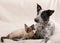Sweet image of a young Siamese cat with a young Texas Heeler