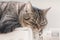 Sweet independent grey cat lies on warm radiator in bright room.